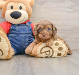 7 week old Cavapoo Puppy For Sale - Pilesgrove Pups