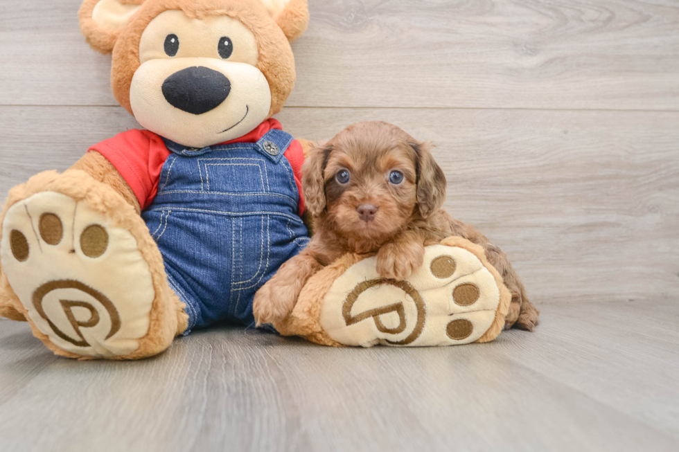 Best Cavapoo Baby