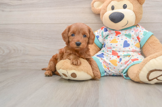Cavapoo Puppy for Adoption