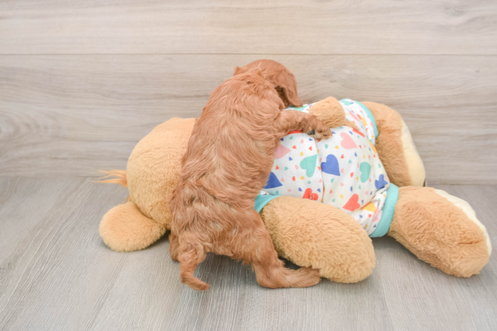 Best Cavapoo Baby