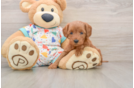 Sweet Cavapoo Baby