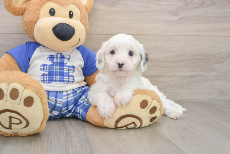 Cavapoo Puppy for Adoption