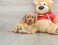 7 week old Cavapoo Puppy For Sale - Pilesgrove Pups