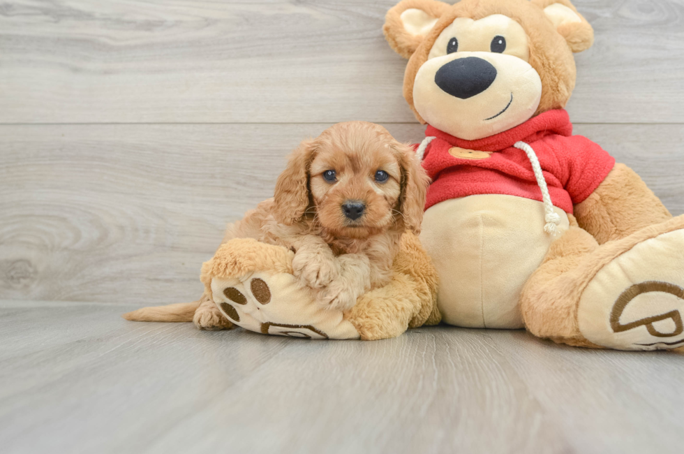 7 week old Cavapoo Puppy For Sale - Pilesgrove Pups