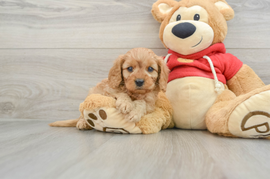 Best Cavapoo Baby