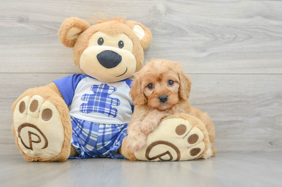 5 week old Cavapoo Puppy For Sale - Pilesgrove Pups