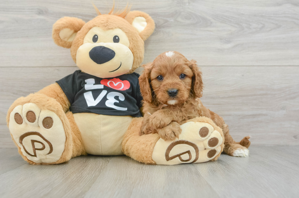 7 week old Cavapoo Puppy For Sale - Pilesgrove Pups