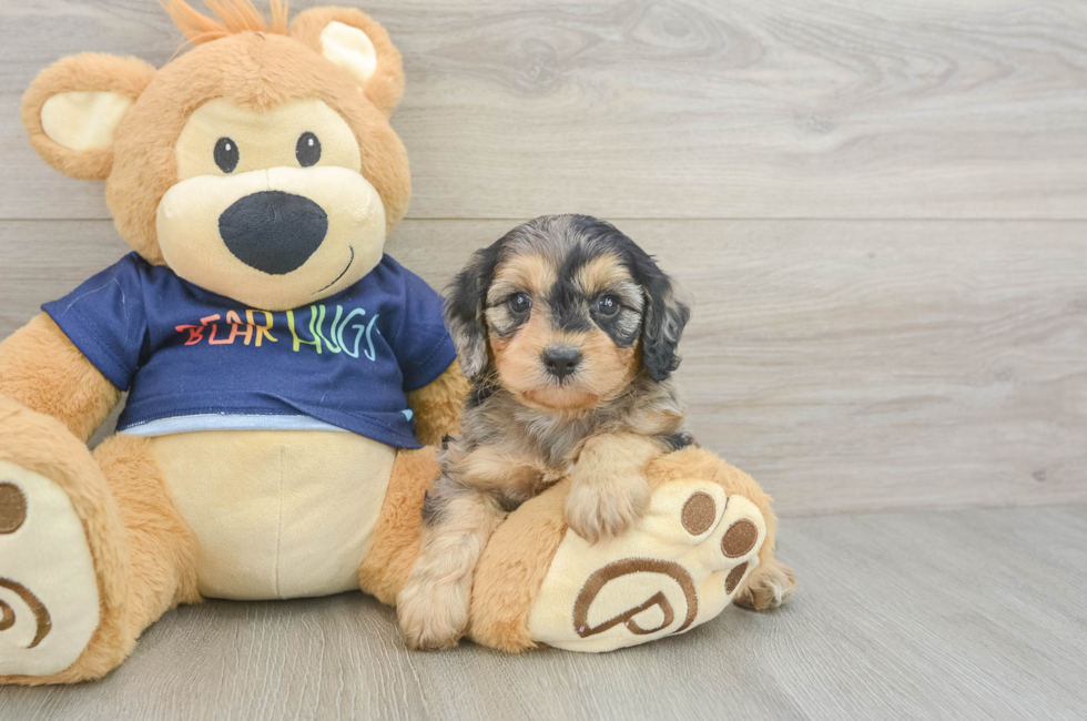 5 week old Cavapoo Puppy For Sale - Pilesgrove Pups