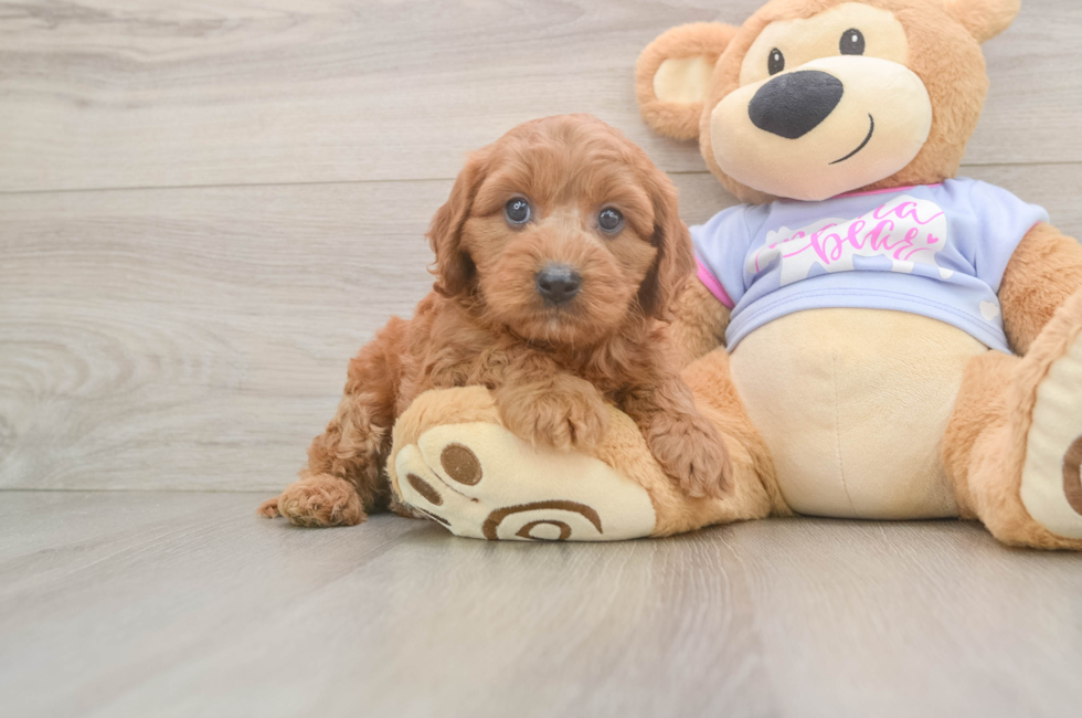 6 week old Cavapoo Puppy For Sale - Pilesgrove Pups