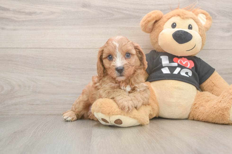 6 week old Cavapoo Puppy For Sale - Pilesgrove Pups
