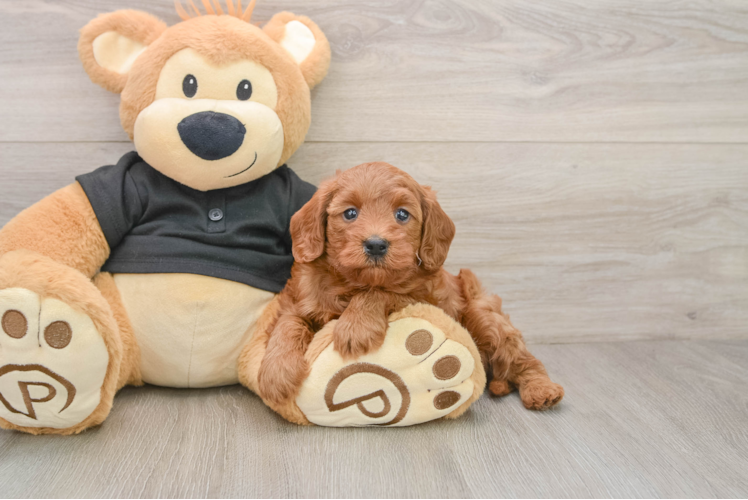 Playful Cavapoodle Poodle Mix Puppy