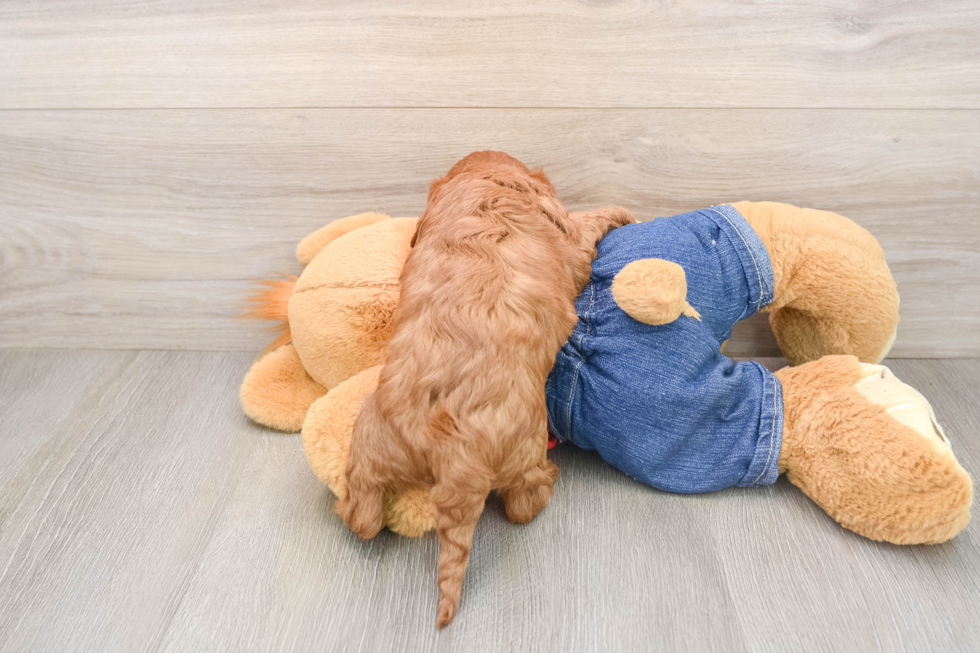 Cavapoo Puppy for Adoption