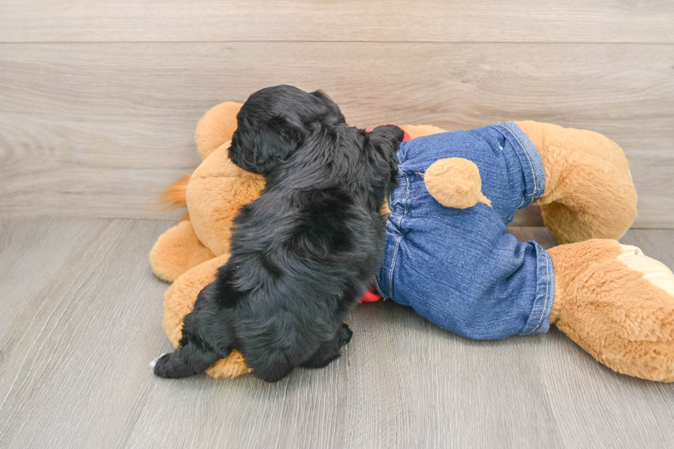 Smart Cavapoo Poodle Mix Pup