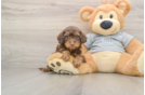 Funny Cavapoo Poodle Mix Pup