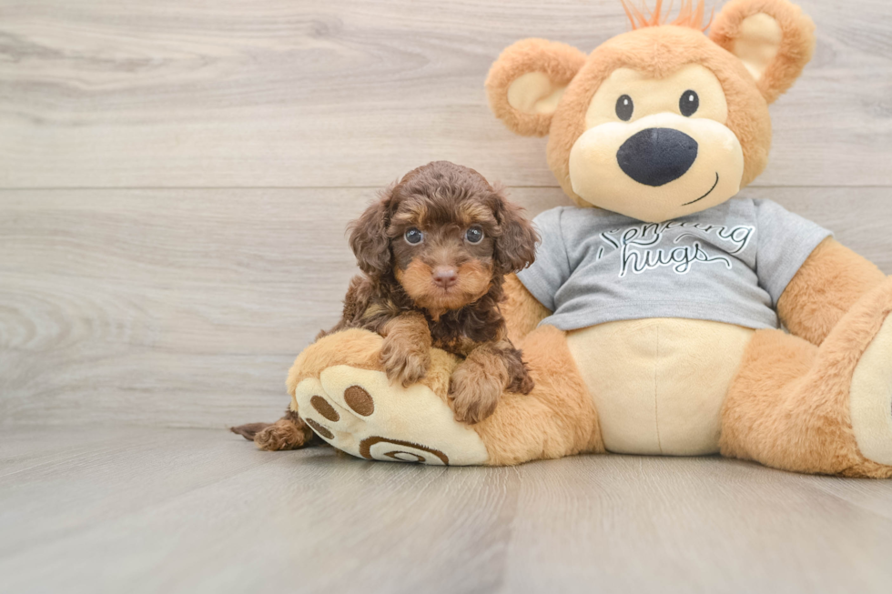 Funny Cavapoo Poodle Mix Pup