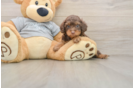 Cavapoo Pup Being Cute