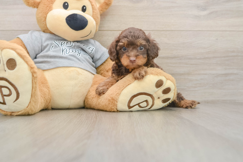 Cavapoo Pup Being Cute