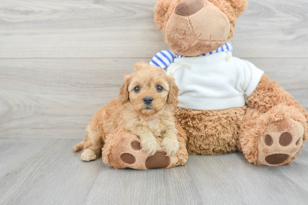 Small Cavapoo Baby