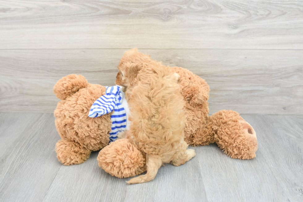 Cavapoo Pup Being Cute