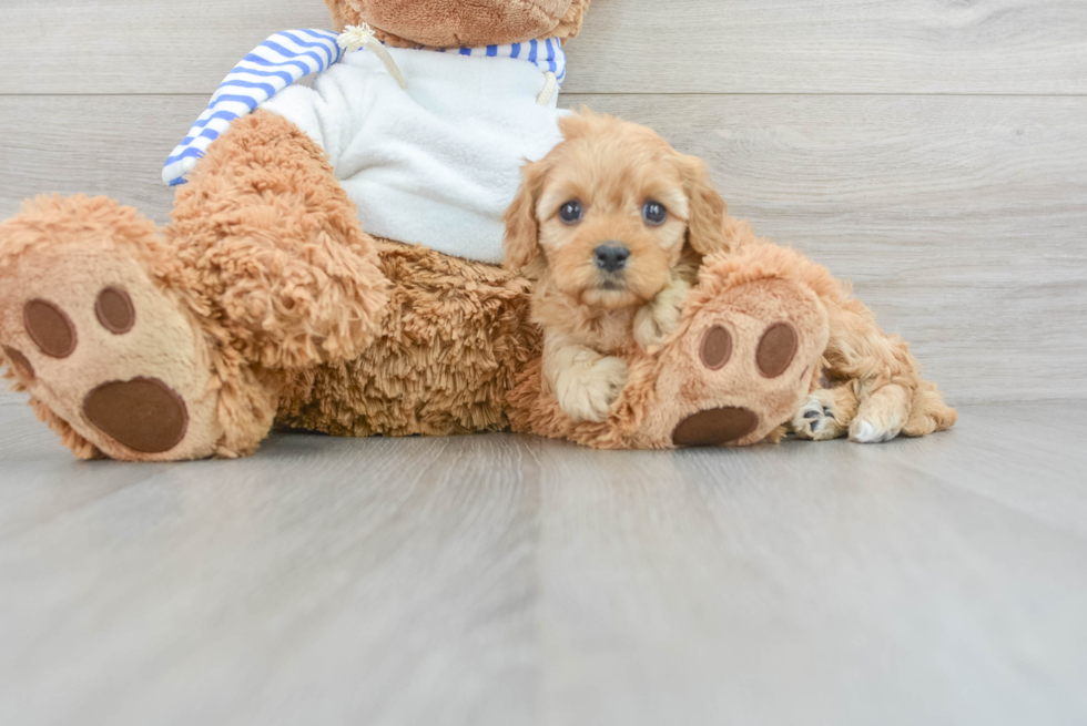 Cute Cavapoo Baby