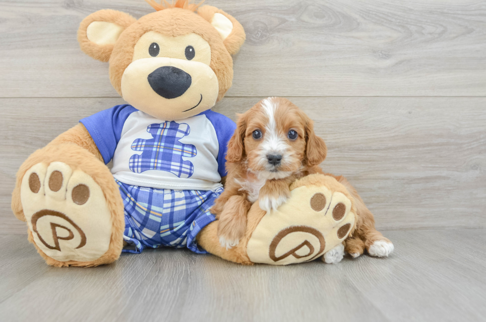 6 week old Cavapoo Puppy For Sale - Pilesgrove Pups