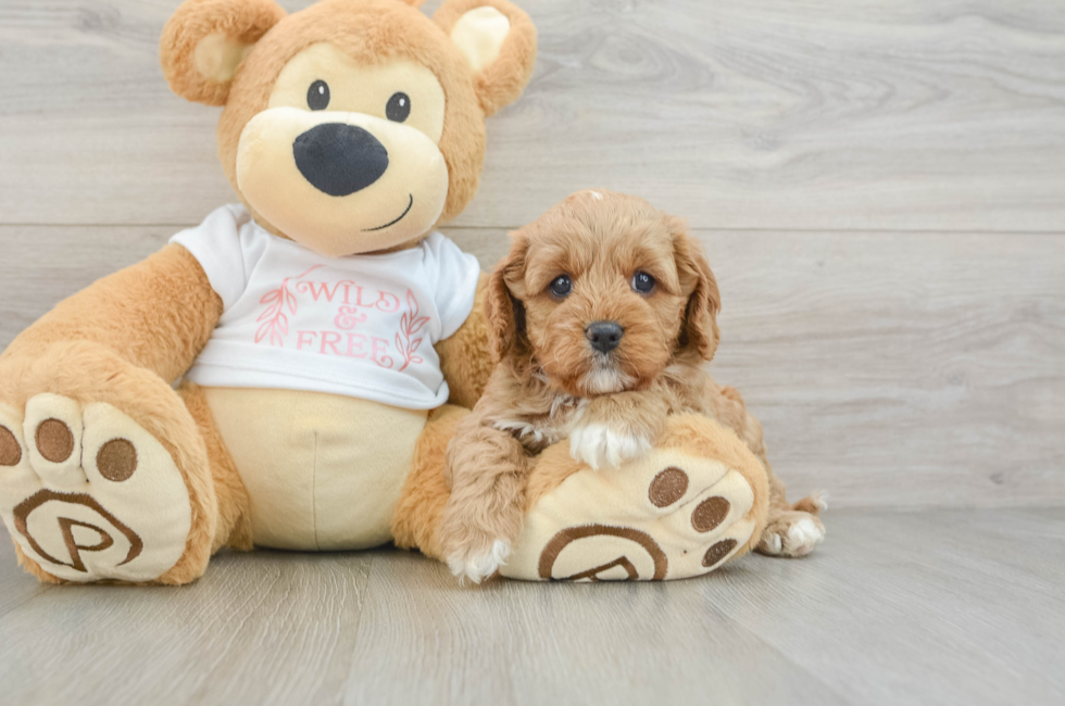 7 week old Cavapoo Puppy For Sale - Pilesgrove Pups