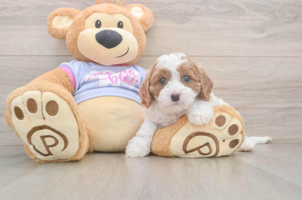 6 week old Cavapoo Puppy For Sale - Pilesgrove Pups