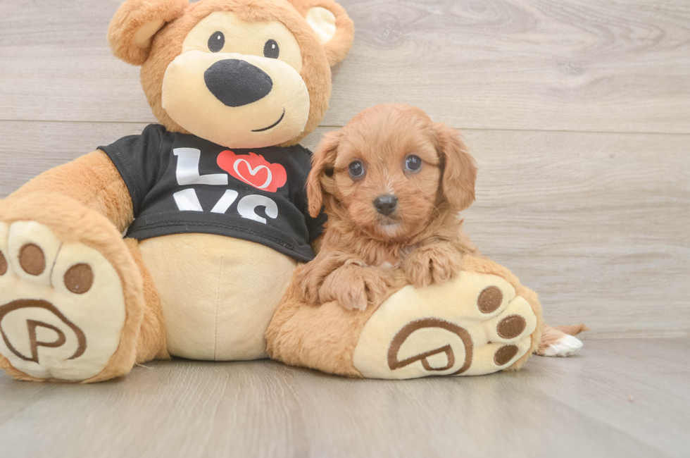 6 week old Cavapoo Puppy For Sale - Pilesgrove Pups