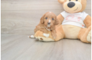 Best Cavapoo Baby