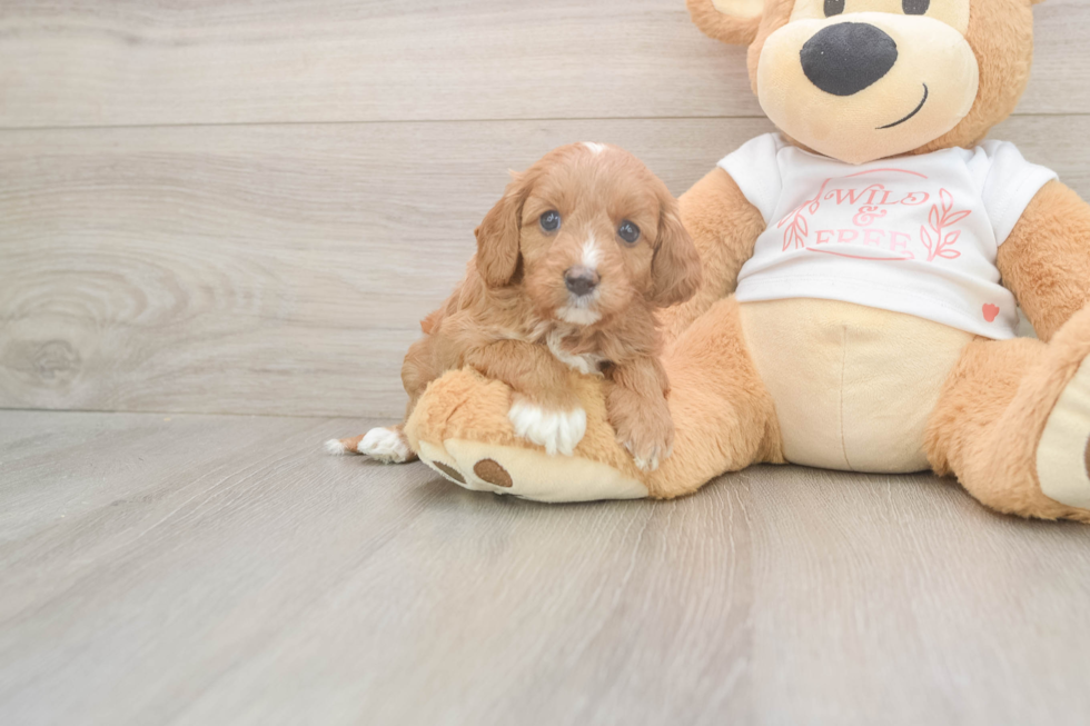 Best Cavapoo Baby