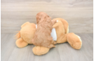 Cute Cavapoo Baby