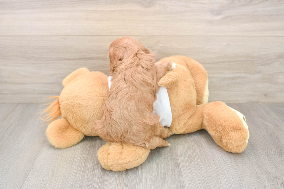 Cute Cavapoo Baby