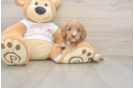 Small Cavapoo Baby