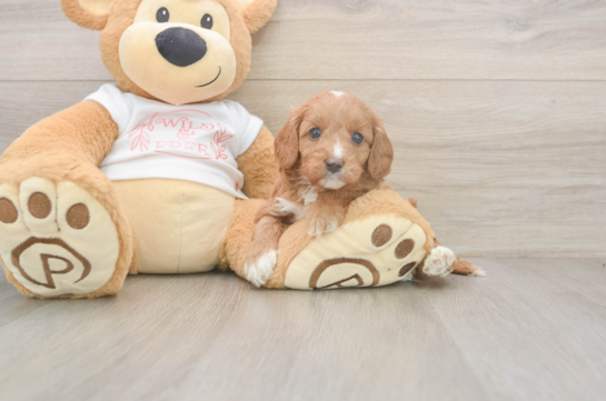 Small Cavapoo Baby