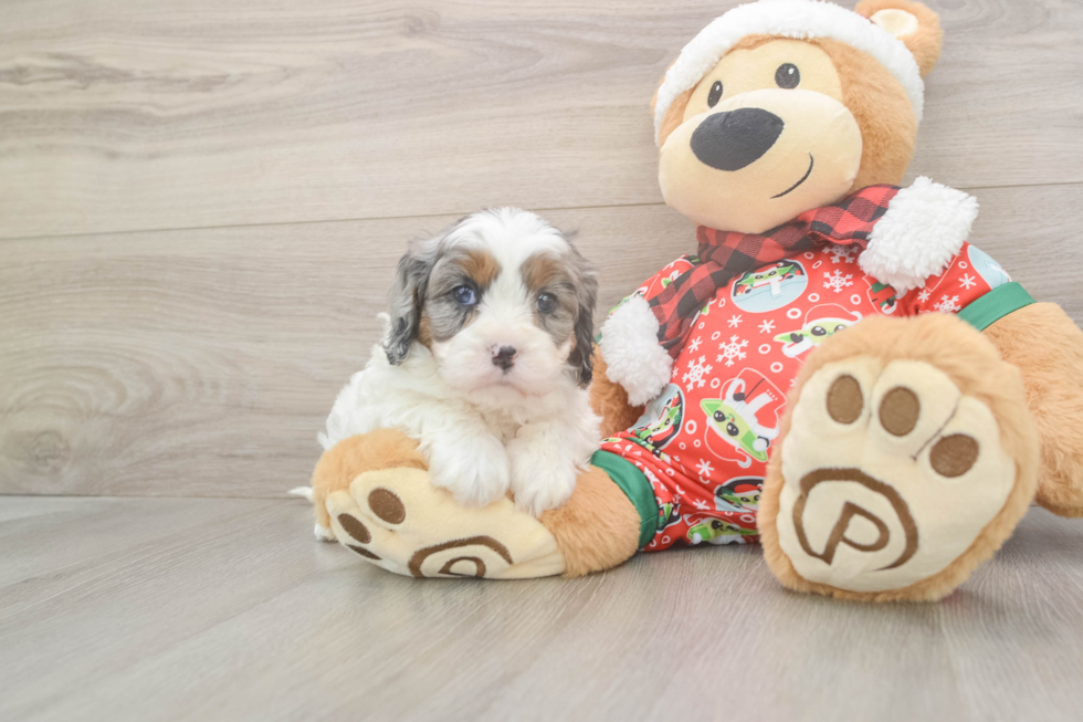 Cavapoo Pup Being Cute
