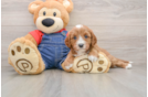 Petite Cavapoo Poodle Mix Pup