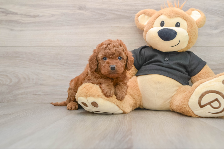 Cavapoo Puppy for Adoption