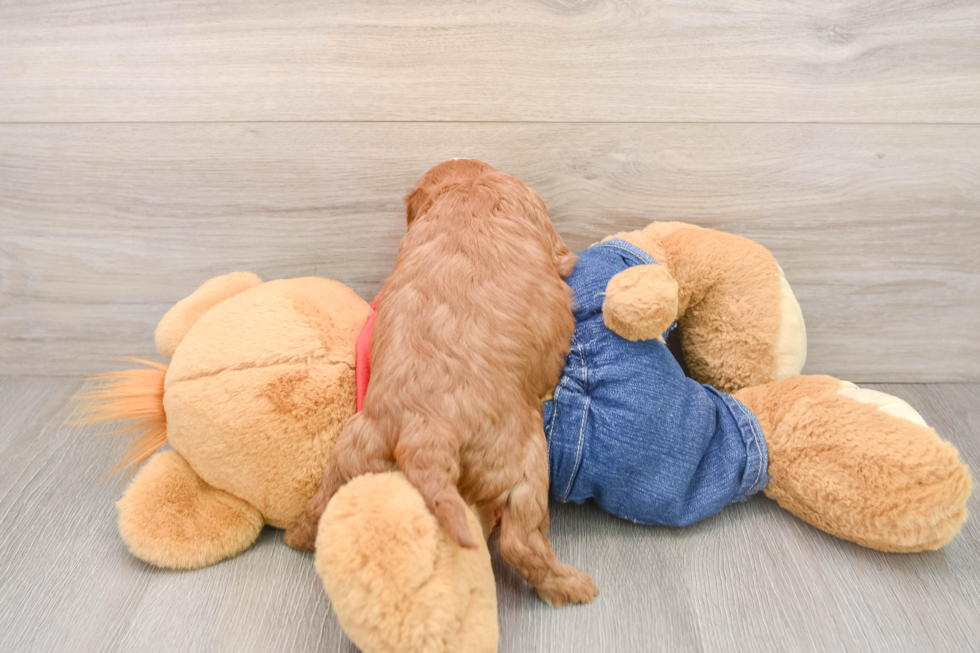 Fluffy Cavapoo Poodle Mix Pup