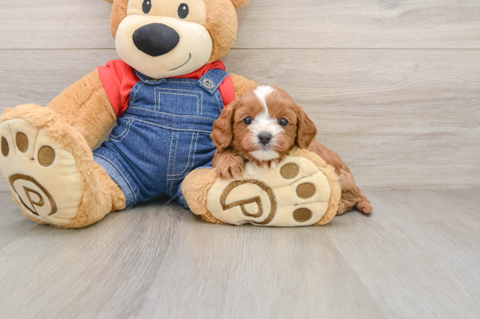 Cavapoo Puppy for Adoption
