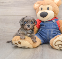7 week old Cavapoo Puppy For Sale - Pilesgrove Pups