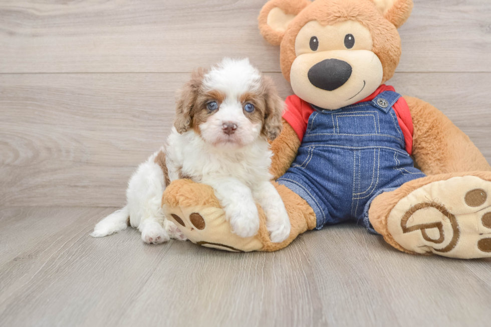 Cavapoo Pup Being Cute