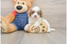 Cavapoo Puppy for Adoption