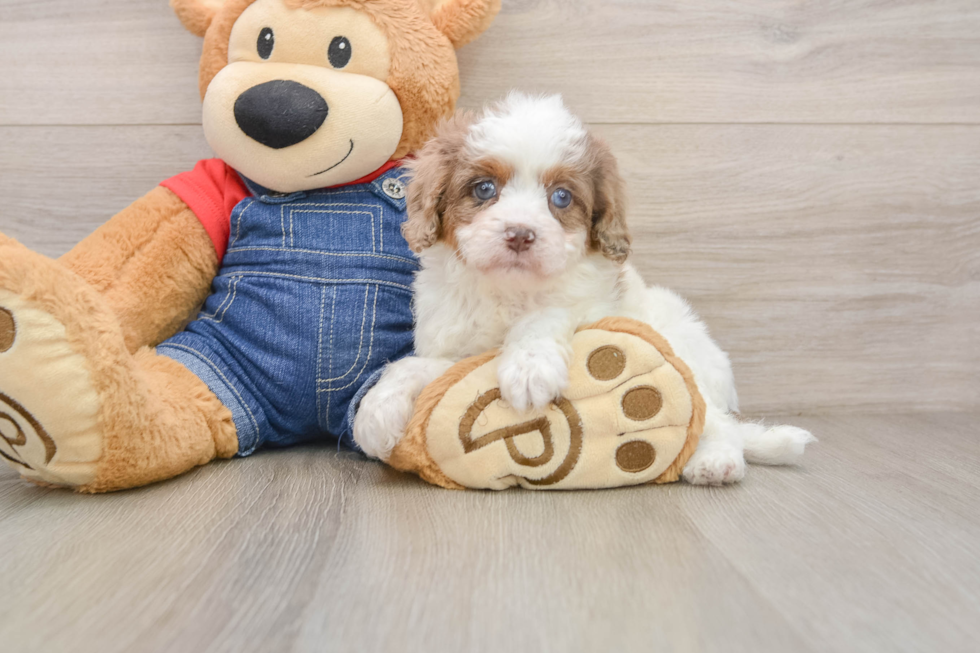 Cavapoo Puppy for Adoption