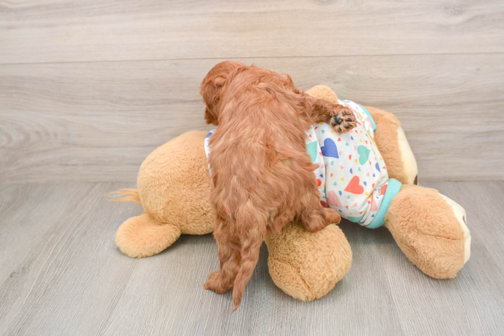 Sweet Cavapoo Baby