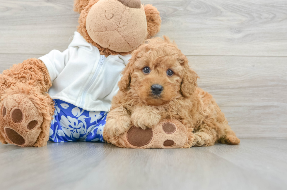 6 week old Cavapoo Puppy For Sale - Pilesgrove Pups