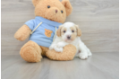 Cavapoo Puppy for Adoption