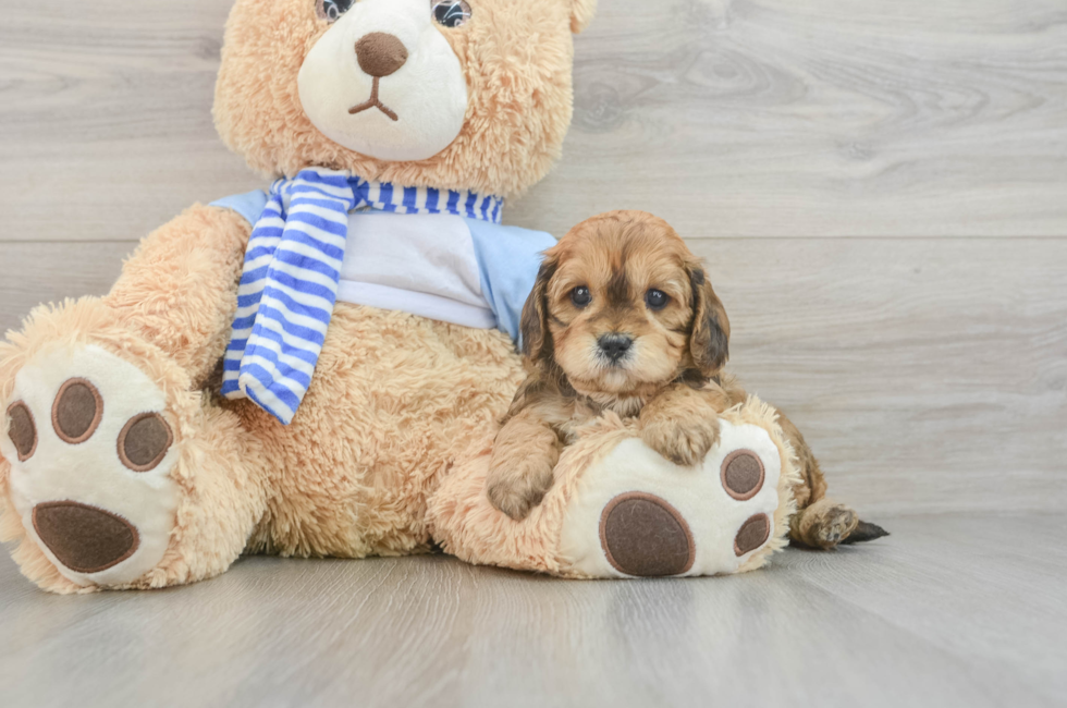 7 week old Cavapoo Puppy For Sale - Pilesgrove Pups