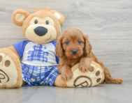 8 week old Cavapoo Puppy For Sale - Pilesgrove Pups