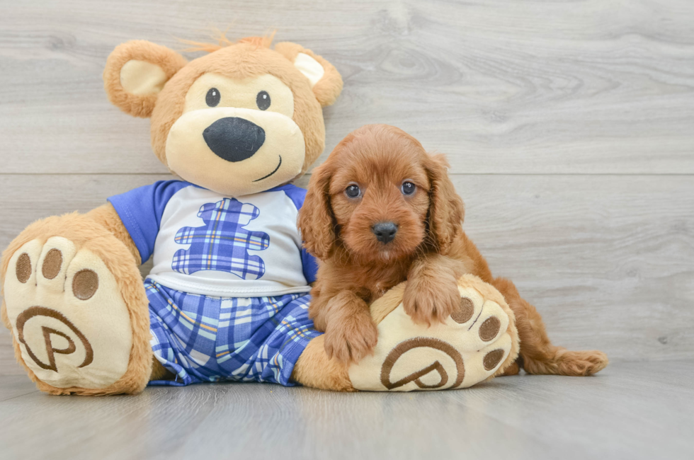 5 week old Cavapoo Puppy For Sale - Pilesgrove Pups