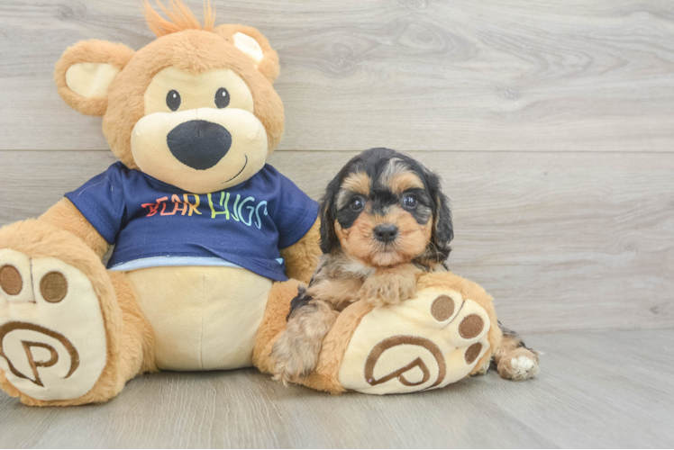 Best Cavapoo Baby